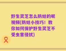 野生灵芝怎么防蛀的呢视频(防蛀小技巧！教你如何保护野生灵芝不受虫害侵扰)