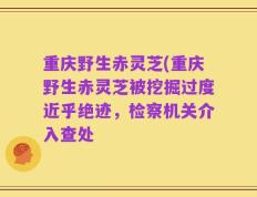 重庆野生赤灵芝(重庆野生赤灵芝被挖掘过度近乎绝迹，检察机关介入查处