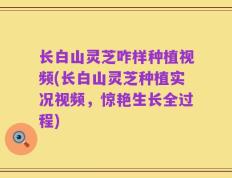 长白山灵芝咋样种植视频(长白山灵芝种植实况视频，惊艳生长全过程)