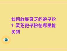 如何收集灵芝的孢子粉？灵芝孢子粉在哪里能买到