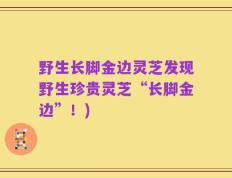 野生长脚金边灵芝发现野生珍贵灵芝“长脚金边”！)