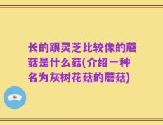 长的跟灵芝比较像的蘑菇是什么菇(介绍一种名为灰树花菇的蘑菇)