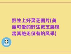 野生上好灵芝图片(美丽可爱的野生灵芝展现出其绝无仅有的风采)