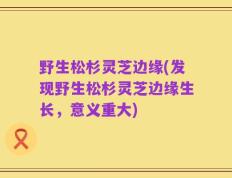 野生松杉灵芝边缘(发现野生松杉灵芝边缘生长，意义重大)