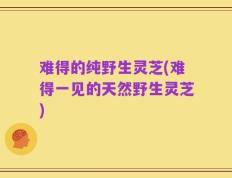 难得的纯野生灵芝(难得一见的天然野生灵芝)