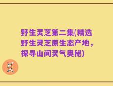 野生灵芝第二集(精选野生灵芝原生态产地，探寻山间灵气奥秘)