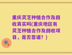 重庆灵芝种植合作及回收真实吗(重庆地区有灵芝种植合作及回收项目，是否靠谱？)