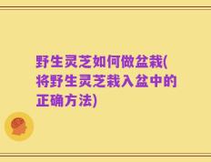 野生灵芝如何做盆栽(将野生灵芝栽入盆中的正确方法)