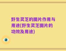 野生灵芝的图片作用与用途(野生灵芝图片的功效及用途)