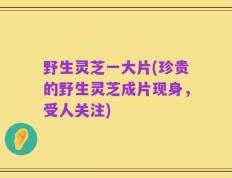 野生灵芝一大片(珍贵的野生灵芝成片现身，受人关注)