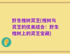 野生槐树灵芝(槐树与灵芝的优美结合：野生槐树上的灵芝宝藏)