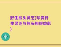 野生熊头灵芝(珍贵野生灵芝与熊头相得益彰)