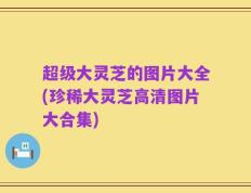 超级大灵芝的图片大全(珍稀大灵芝高清图片大合集)