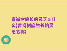 青岗树底长的灵芝叫什么(青岗树底生长的灵芝名称)