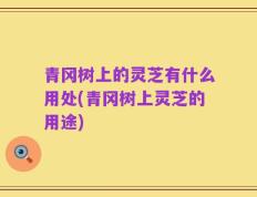 青冈树上的灵芝有什么用处(青冈树上灵芝的用途)