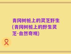 青冈树桩上的灵芝野生(青冈树桩上的野生灵芝-自然奇观)