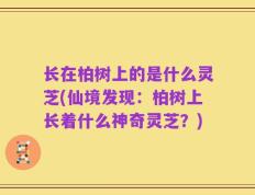 长在柏树上的是什么灵芝(仙境发现：柏树上长着什么神奇灵芝？)