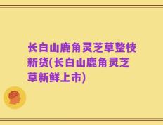 长白山鹿角灵芝草整枝新货(长白山鹿角灵芝草新鲜上市)