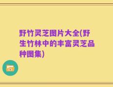 野竹灵芝图片大全(野生竹林中的丰富灵芝品种图集)