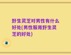 野生灵芝对男性有什么好处(男性服用野生灵芝的好处)