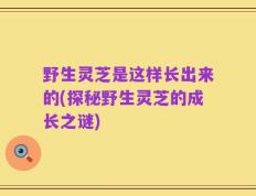 野生灵芝是这样长出来的(探秘野生灵芝的成长之谜)