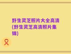 野生灵芝照片大全高清(野生灵芝高清照片集锦)