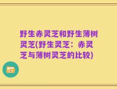 野生赤灵芝和野生薄树灵芝(野生灵芝：赤灵芝与薄树灵芝的比较)