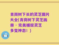 青岗树下长的灵芝图片大全(青岗树下灵芝画册 - 完美捕捉灵芝多变神态！)