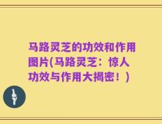 马路灵芝的功效和作用图片(马路灵芝：惊人功效与作用大揭密！)