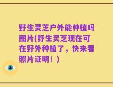 野生灵芝户外能种植吗图片(野生灵芝现在可在野外种植了，快来看照片证明！)