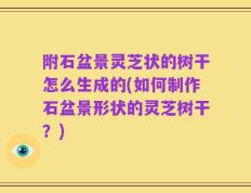 附石盆景灵芝状的树干怎么生成的(如何制作石盆景形状的灵芝树干？)