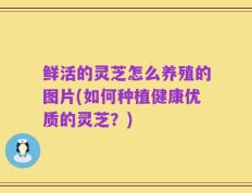 鲜活的灵芝怎么养殖的图片(如何种植健康优质的灵芝？)