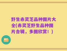 野生赤灵芝品种图片大全(赤灵芝野生品种图片合辑，多图欣赏！)