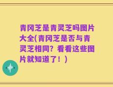 青冈芝是青灵芝吗图片大全(青冈芝是否与青灵芝相同？看看这些图片就知道了！)