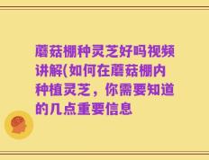 蘑菇棚种灵芝好吗视频讲解(如何在蘑菇棚内种植灵芝，你需要知道的几点重要信息