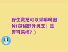 野生灵芝可以采嘛吗图片(探秘野外灵芝：是否可采摘？)