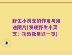 野生小灵芝的作用与用途图片(发现野生小灵芝：功效及用途一览)