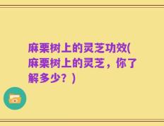 麻栗树上的灵芝功效(麻栗树上的灵芝，你了解多少？)