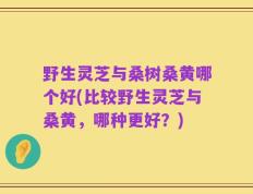 野生灵芝与桑树桑黄哪个好(比较野生灵芝与桑黄，哪种更好？)