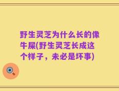 野生灵芝为什么长的像牛屎(野生灵芝长成这个样子，未必是坏事)