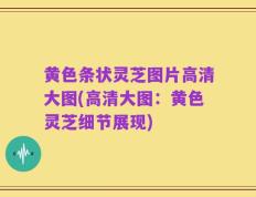 黄色条状灵芝图片高清大图(高清大图：黄色灵芝细节展现)