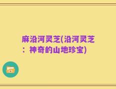 麻沿河灵芝(沿河灵芝：神奇的山地珍宝)