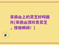 采摘山上的灵芝好吗图片(采摘山顶珍贵灵芝，惊艳瞬间！)