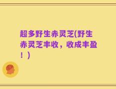 超多野生赤灵芝(野生赤灵芝丰收，收成丰盈！)