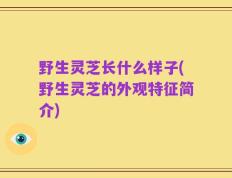野生灵芝长什么样子(野生灵芝的外观特征简介)