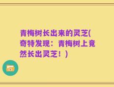 青梅树长出来的灵芝(奇特发现：青梅树上竟然长出灵芝！)