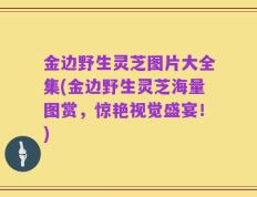金边野生灵芝图片大全集(金边野生灵芝海量图赏，惊艳视觉盛宴！)
