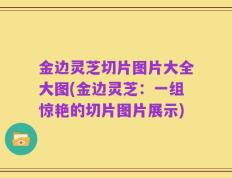 金边灵芝切片图片大全大图(金边灵芝：一组惊艳的切片图片展示)