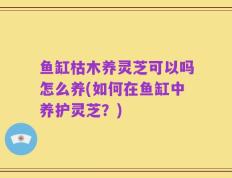 鱼缸枯木养灵芝可以吗怎么养(如何在鱼缸中养护灵芝？)