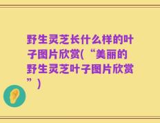 野生灵芝长什么样的叶子图片欣赏(“美丽的野生灵芝叶子图片欣赏”)